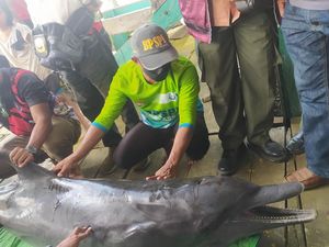 Banyak Hewan Laut Terdampar di Indonesia, Ahli: Paling Susah soal Kendali Massa Banyak Hewan Laut Terdampar di Indonesia, Ahli: Paling Susah soal Kendali Massa
