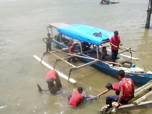 Terdampar di Sungai Wanggu, Lumba-lumba Hidung Botol Mati Saat Dievakuasi