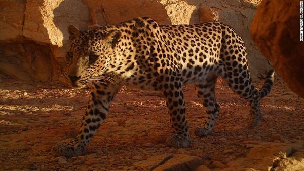 Potret Macan Tutul Paling Langka dan Terkecil di Dunia