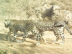 Ternyata Ini Fungsi Belang dan Bintik pada Macan Tutul hingga Zebra Ternyata Ini Fungsi Belang dan Bintik pada Macan Tutul hingga Zebra