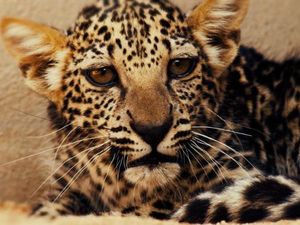 Ini Macan Tutul Paling Langka dan Terkecil di Dunia