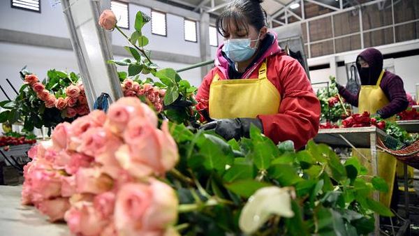 Panen Bunga Mawar Jelang Hari Kasih Sayang