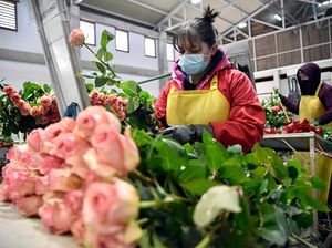 Panen Bunga Mawar Jelang Hari Kasih Sayang Panen Bunga Mawar Jelang Hari Kasih Sayang