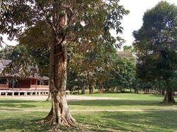 Unik, Pohon-pohon Berpelukan di Candi Muara Jambi