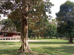 Unik, Pohon-pohon Berpelukan di Candi Muara Jambi Unik, Pohon-pohon Berpelukan di Candi Muara Jambi