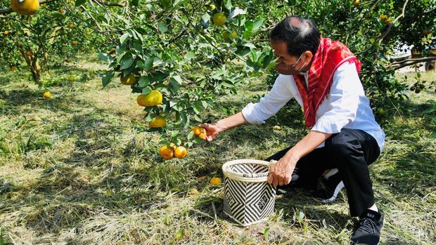 Presiden Joko Widodo mengunjungi Kampung Jeruk Liang Melas Datas, Kabupaten Karo, Provinsi Sumatera Utara, Jumat (4/2). Petani kampung ini pernah mengirim 3 ton jeruk ke Istana Kepresidenan saat memohon Jokowi memperbaiki jalan yang rusak, Desember lalu.