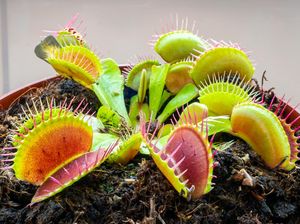Unik, Tanaman Ini Jadi Karnivora Sesuai Mood