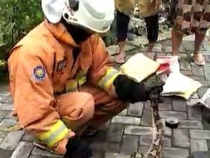 Ular Piton 3,5 Meter di Surabaya Ditemukan Ngumpet di Kandang Ayam