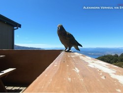 Kala Burung Beo Curi GoPro Lalu Merekam dari Udara