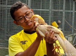 Peternak Milenial Asal Klaten Raup Cuan dari Hobi Ayam Hias