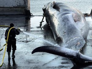 Alhamdulillah, Islandia akan Akhiri Perburuan Paus