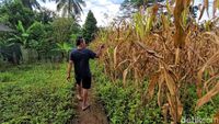 30 Hektar Sawah Hilang Imbas Saluran Irigasi di Sukabumi Rusak