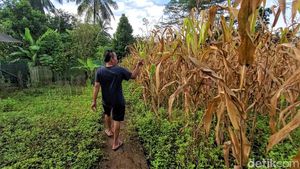 30 Hektar Sawah Hilang Imbas Saluran Irigasi di Sukabumi Rusak