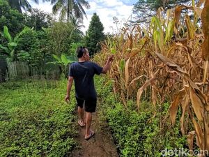 Warga Sukabumi Ngeluh Puluhan Tahun Irigasi Rusak, Apa Respons Kadis PU? Warga Sukabumi Ngeluh Puluhan Tahun Irigasi Rusak, Apa Respons Kadis PU?