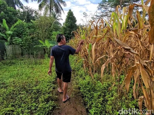 30 Hektar Sawah Hilang Imbas Saluran Irigasi di Sukabumi Rusak