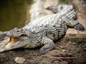 Sungai Ini Dihuni Puluhan Buaya, Jangan Sampai Konflik dengan Manusia