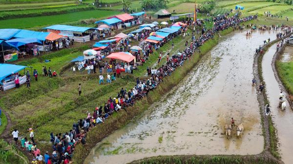 Aksi Pacu Jawi di Nagari Labuah Parambahan