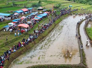 Aksi Pacu Jawi di Nagari Labuah Parambahan Aksi Pacu Jawi di Nagari Labuah Parambahan