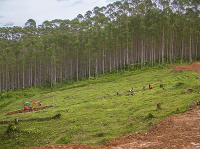 Penampakan Lokasi Berkemah Jokowi di Titik Nol IKN Nusantara