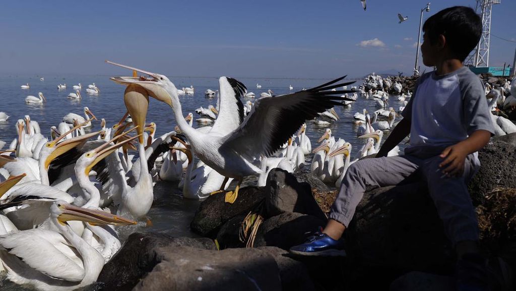 Migrasi Burung Pelikan Jadi Wisata Dadakan di Meksiko Migrasi Burung Pelikan Jadi Wisata Dadakan di Meksiko