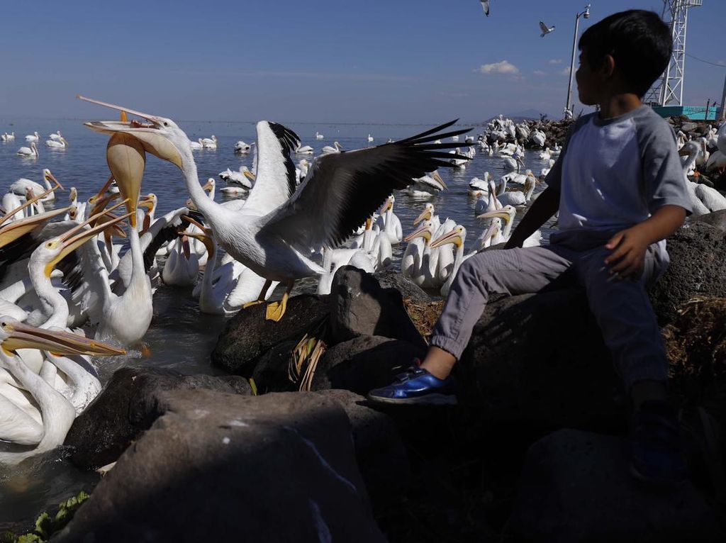 Migrasi Burung Pelikan Jadi Wisata Dadakan di Meksiko