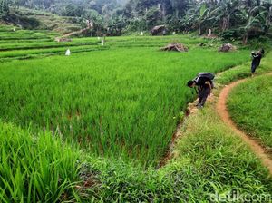 Lepas Penat di Akhir Pekan, Trekking Seru dengan Panorama Memukau