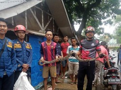 Geger Ular Sanca 1,5 Meter Cari Mangsa di Permukiman Warga Cibinong