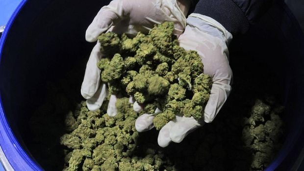 A worker displays cannabis flowers at Israeli company up B.O.L Pharma, which makes  medical cannabis products, poses at the greenhouse near Moshav Yad Binyamin in southern Israel on February 1, 2022. - A modest town of Yeruham in the southern Negev desert wants to transform its image and attract a new population of workers by becoming 