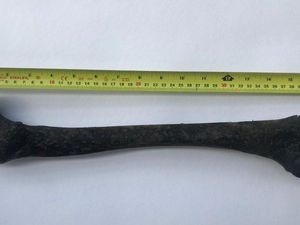 Tulang Manusia Berusia 5.000 Tahun Ditemukan di Sungai Thames London