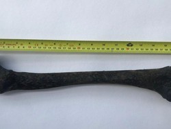 Tulang Manusia Berusia 5.000 Tahun Ditemukan di Sungai Thames London