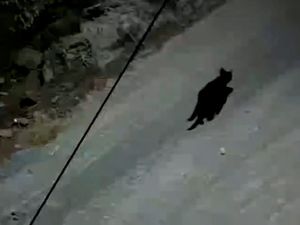 Terekam CCTV! Macan Kumbang Berkeliaran Dekat Aliran Lahar Semeru