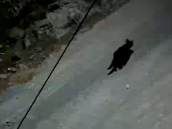 Terekam CCTV! Macan Kumbang Berkeliaran Dekat Aliran Lahar Semeru