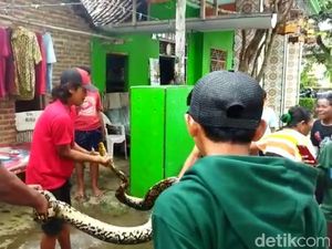 Ular Sanca yang Teror Pekerja di Perkebunan Tebu Mojokerto Ditangkap Warga