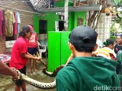 Ular Sanca yang Teror Pekerja di Perkebunan Tebu Mojokerto Ditangkap Warga