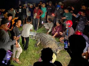 Penampakan Buaya Legendaris Berkalung Ban Saat Ditangkap! Penampakan Buaya Legendaris Berkalung Ban Saat Ditangkap!