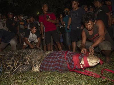 Buaya Berkalung Ban Bekas di Palu Berhasil di Bebaskan