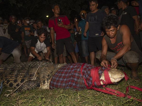 Buaya Berkalung Ban Bekas di Palu Berhasil di Bebaskan