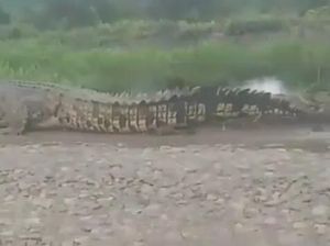 Buaya Muara 5 Meter Berkeliaran di Daratan Resahkan Warga Banyuasin