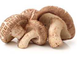 Unik! Petani di Jepang Gunakan Palu Untuk Perbanyak Hasil Panen Jamur