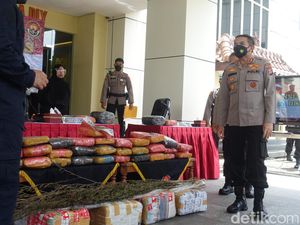 Terungkap! 2 Hektare Ladang Ganja di Taman Nasional Gunung Leuser Aceh