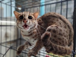Mengenal Kucing Hutan yang Langka, Apakah Boleh Dipelihara?