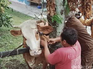 Antraks Merebak di Gunungkidul, Pakar Unair Soroti Tradisi Ini