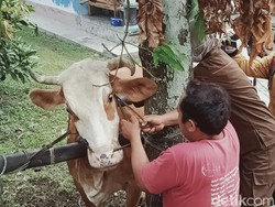 Harga Sapi di Pasar Hewan Purwakarta Naik Rp 2 Juta Per Ekor