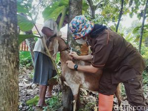 Kenali Ciri-ciri Hewan Ternak yang Terinfeksi Antraks