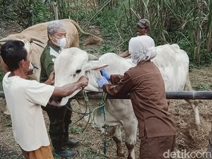 Mengenal Penyakit Antraks yang Sebabkan 1 Warga Gunungkidul Meninggal