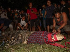 Banyak Orang Tak Percaya, Pria Ini Berhasil Bebaskan Buaya Berkalung Ban di Palu