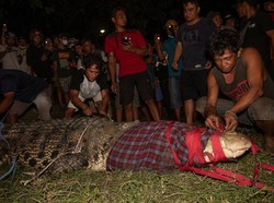 Banyak Orang Tak Percaya, Pria Ini Berhasil Bebaskan Buaya Berkalung Ban di Palu