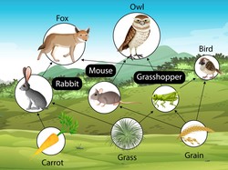 Mengenal Rantai Makanan di Sawah dan Contoh, Ada Tikus hingga Ular!