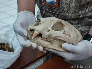 Penampakan Tulang Belulang Si Abah, Macan Tutul Gunung Sawal Ciamis