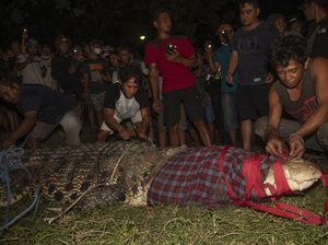 Penakluk Buaya Berkalung Ban di Palu Buka Suara, Ternyata Ini Rahasianya Penakluk Buaya Berkalung Ban di Palu Buka Suara, Ternyata Ini Rahasianya